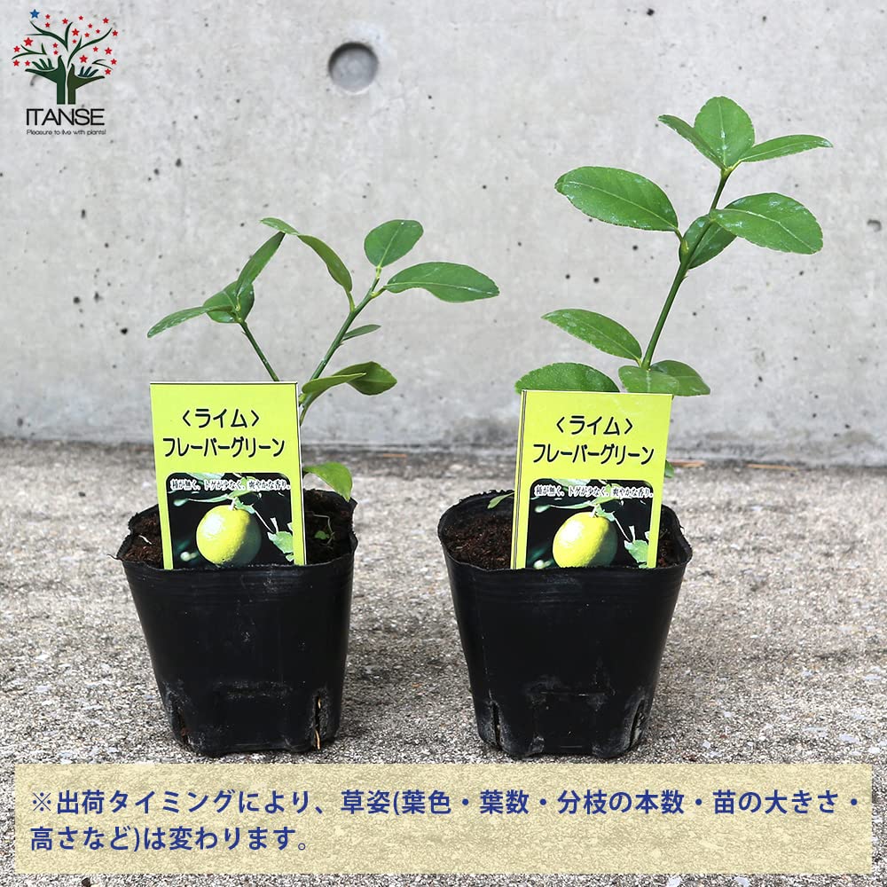 フレーバーグリーン苗木 Amazon.co.jp: ライム フレーバーグリーン 9cmポット【品種で
